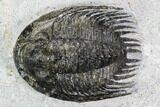 Phaetonellus Trilobite (Uncommon Proetid) - Morocco #108690-1